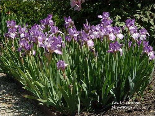 Intermediate Iris Sparkle Plenty (May 24)